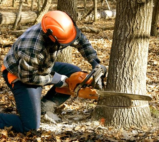 Tree Removal in Prim, AR